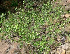 Prunus subcordata Pacific Plum, Klamath plum, Kellogg Prunus subcordata Pacific Plum, Klamath plum, Kellogg