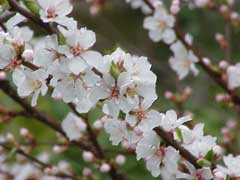 Prunus tomentosa Nanking Cherry Prunus tomentosa Nanking Cherry