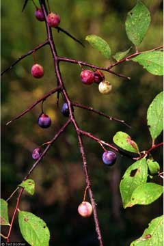 Prunus umbellata Black Sloe, Hog plum, Flatwoods Plum Prunus umbellata Black Sloe, Hog plum, Flatwoods Plum