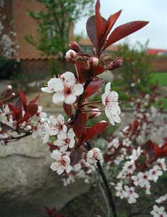 Prunus x cistena Purple-Leaf Sand Cherry Prunus x cistena Purple-Leaf Sand Cherry