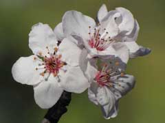 Prunus x cistena Purple-Leaf Sand Cherry Prunus x cistena Purple-Leaf Sand Cherry