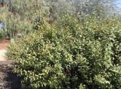 Prunus x jacquemontii Dwarf Bush cherry