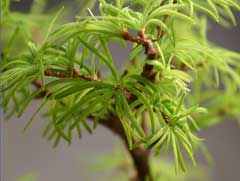Pseudolarix amabilis Golden Larch, Chinese golden-larch Pseudolarix amabilis Golden Larch, Chinese golden-larch