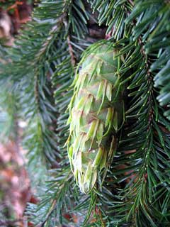 Pseudotsuga menziesii Douglas Fir, Rocky Mountain Douglas-fir Pseudotsuga menziesii Douglas Fir, Rocky Mountain Douglas-fir