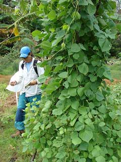 Psophocarpus tetragonolobus Winged Bean Psophocarpus tetragonolobus Winged Bean