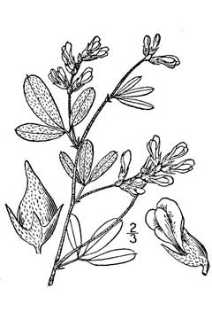 Psoralea argophylla Silverleaf Scurf Pea