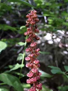 Pterospora andromedea Woodland Pinedrops Pterospora andromedea Woodland Pinedrops