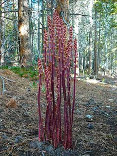 Pterospora andromedea Woodland Pinedrops Pterospora andromedea Woodland Pinedrops