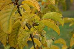 Pterostyrax corymbosa Epaulette Tree Pterostyrax corymbosa Epaulette Tree