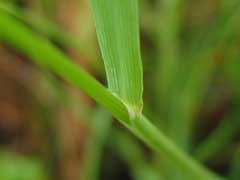 Puccinellia distans Sweet Grass, Weeping alkaligrass, Hauptian alkaligrass