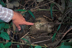 Pueraria montana lobata Kudzu Vine Pueraria montana lobata Kudzu Vine