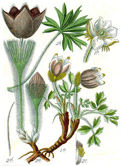 Pulsatilla patens Pasque Flower, Eastern pasqueflower, Cutleaf anemone