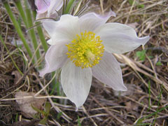 pulsatilla patens Pasque Flower, Eastern pasqueflower, Cutleaf anemone pulsatilla patens Pasque Flower, Eastern pasqueflower, Cutleaf anemone