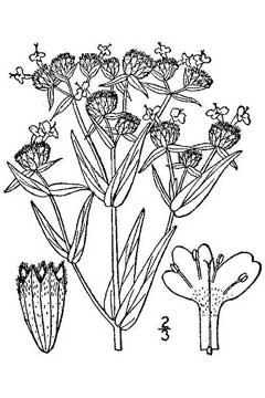 Pycnanthemum virginianum Virginia Mountain Mint Pycnanthemum virginianum Virginia Mountain Mint