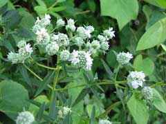 Pycnanthemum virginianum Virginia Mountain Mint Pycnanthemum virginianum Virginia Mountain Mint