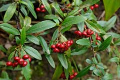 Pyracantha crenulata Nepalese White Thorn, Nepalese firethorn Pyracantha crenulata Nepalese White Thorn, Nepalese firethorn