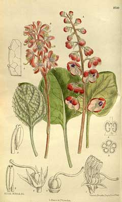 Pyrola asarifolia Bog Wintergreen, Liverleaf wintergreen, Pink wintergreen Pyrola asarifolia Bog Wintergreen, Liverleaf wintergreen, Pink wintergreen