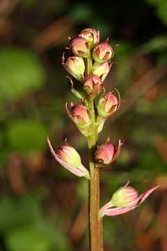 Pyrola asarifolia Bog Wintergreen, Liverleaf wintergreen, Pink wintergreen Pyrola asarifolia Bog Wintergreen, Liverleaf wintergreen, Pink wintergreen