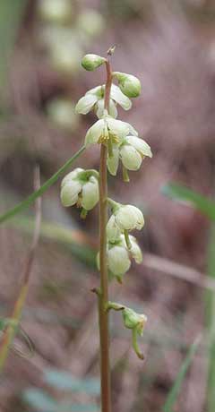 Pyrola chlorantha Green-Flowered Wintergreen Pyrola chlorantha Green-Flowered Wintergreen