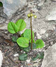 Pyrola chlorantha Green-Flowered Wintergreen Pyrola chlorantha Green-Flowered Wintergreen