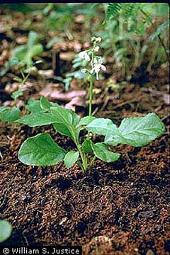 Pyrola elliptica Waxflower Shinleaf Pyrola elliptica Waxflower Shinleaf