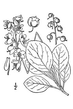 Pyrola elliptica Waxflower Shinleaf