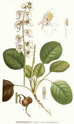 Pyrola rotundifolia Round-Leaved Wintergreen Pyrola rotundifolia Round-Leaved Wintergreen