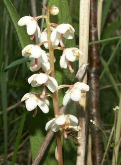Pyrola rotundifolia Round-Leaved Wintergreen Pyrola rotundifolia Round-Leaved Wintergreen