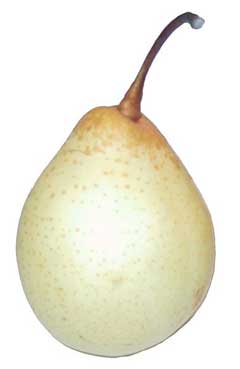 Pyrus bretschneideri Chinese white pear