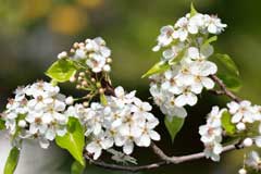 Pyrus calleryana Callery Pear Pyrus calleryana Callery Pear