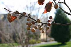 Pyrus calleryana Callery Pear Pyrus calleryana Callery Pear