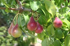 Pear (Pyrus communis)