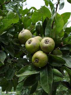 Pyrus nivalis Snow Pear