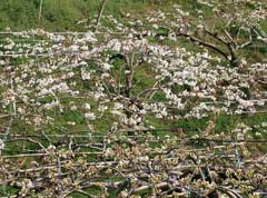 Pyrus pyrifolia culta Asian Pear Pyrus pyrifolia culta Asian Pear
