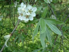 Pyrus salicifolia Willow-Leaved Pear