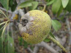 Pyrus syriaca Pyrus syriaca