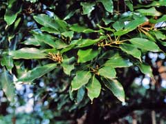 Quercus_acuta Japanese Evergreen Oak