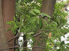 Quercus_acuta Japanese Evergreen Oak