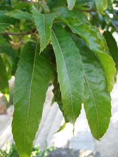 Quercus_acutissima Sawthorn Oak