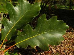 Quercus_bicolor Swamp White Oak