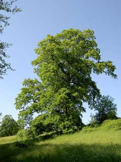 Quercus_cerris Turkey Oak, European turkey oak