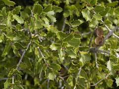 Quercus_coccifera Kermes Oak