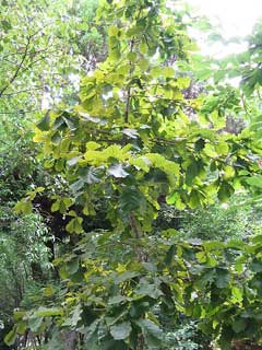 Quercus dentata Japanese Emperor Oak, Daimyo oak