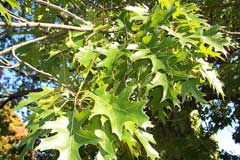 Quercus_ellipsoidalis Northern Pin Oak