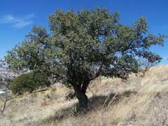 Quercus emoryi Black Oak, Emory oak