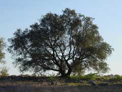 Quercus_engelmannii Evergreen Oak, Engelmann oak,  Mesa Oak