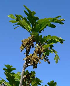Quercus_gambelii Shin Oak, Gambel oak, Rocky Mountain White Oak