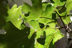 Quercus_gambelii Shin Oak, Gambel oak, Rocky Mountain White Oak