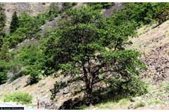 Quercus garryana Oregon White Oak, Garry Oak