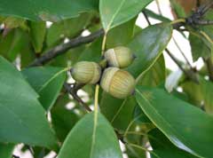 Quercus_glauca Ring-cup oak , Ring Cupped Oak, Blue Japanese Oak